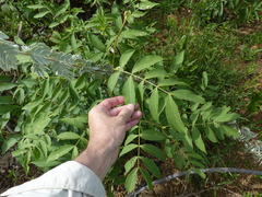 Symbiopsis lenitas