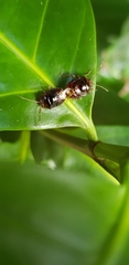 Menidini