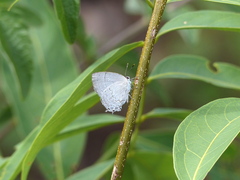 Symbiopsis lenitas