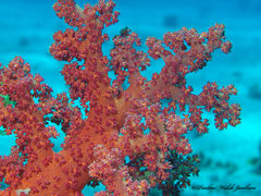 Dendronephthya