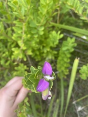 Polygala myrtifolia