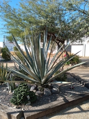 Agave tequilana