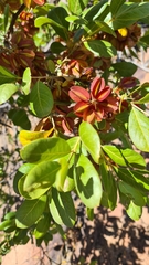 Combretum hereroense