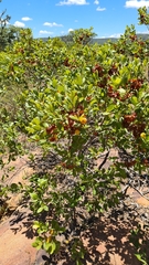 Combretum hereroense