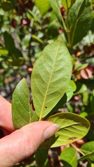 Combretum hereroense