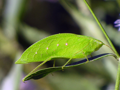 Phylloptera