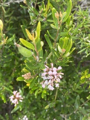 Grevillea sphacelata