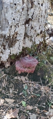 Ganoderma lucidum
