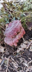 Ganoderma lucidum