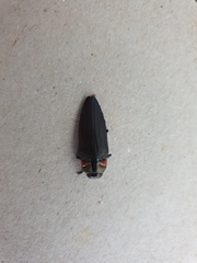 Buprestidae