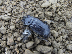 Nicrophorus humator