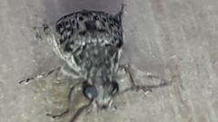 Pseudopachymerina spinipes