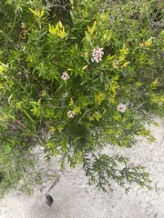Grevillea sphacelata