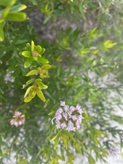 Grevillea sphacelata