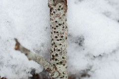 Diatrype disciformis