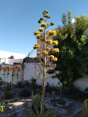 Agave desmettiana