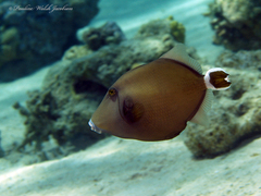 Sufflamen albicaudatum