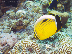 Chaetodon austriacus