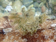 Polybranchia jensenae