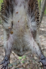 Erinaceus roumanicus