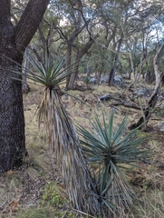 Yucca schottii