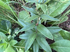 Rotheca