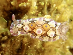 Dendrodoris krusensternii