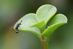 Micrapion