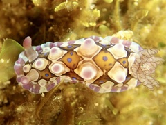 Dendrodoris krusensternii