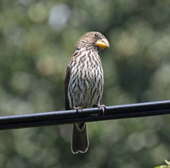 Amblyospiza albifrons