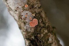 Aleurodiscus amorphus