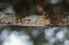 Aleurodiscus amorphus