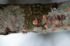 Aleurodiscus amorphus