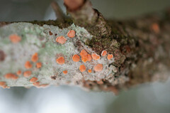 Aleurodiscus amorphus