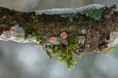 Aleurodiscus amorphus