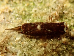 Biuve fulvipunctata