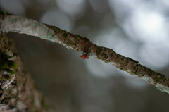 Panellus violaceofulvus
