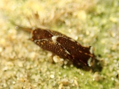 Biuve fulvipunctata