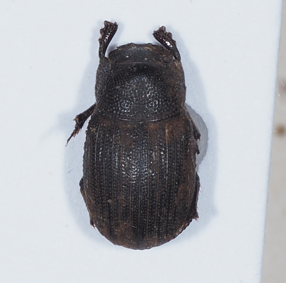 Pedaria decorsei