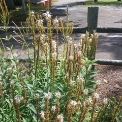 Veronicastrum