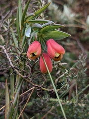 Bomarea glaucescens