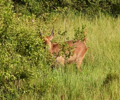 Kobus ellipsiprymnus defassa