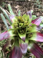 Guzmania