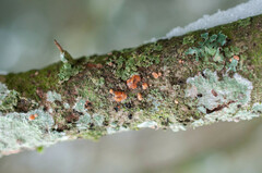 Aleurodiscus amorphus