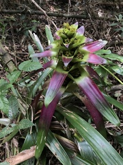 Guzmania
