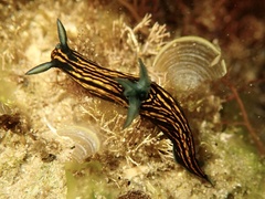 Roboastra gracilis