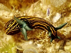 Roboastra gracilis