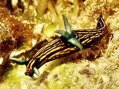 Roboastra gracilis
