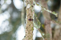 Panellus violaceofulvus