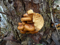Flammulina